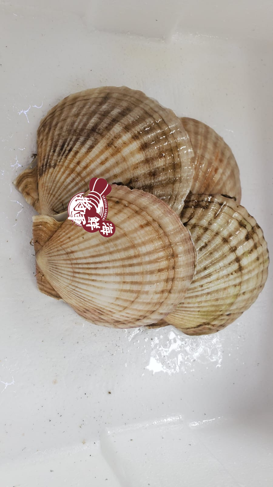 Fresh Swimming Seafood (Reservations, WhatsApp +852 5222 5673 for inquiries) - Tongyi Sister Store: Provided by Seafood General