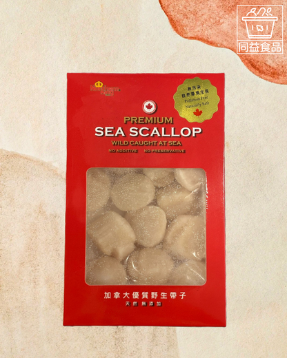 Canadian Wild Treasure Scallop XL